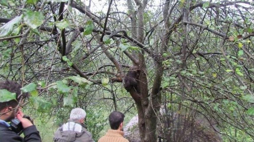 Rize&rsquo;de Ağa&ccedil;taki Ayıyı Kurtarma Operasyonu