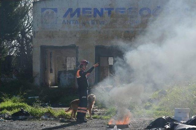 Sokaklardan Kurtulup Arama-kurtarma K&ouml;peği Oldular 3