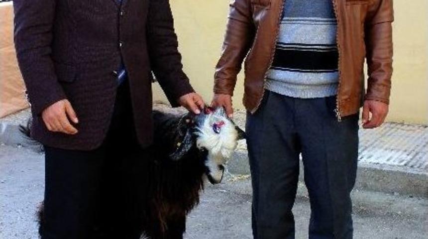 &Uuml;reticiye 95 Kıl Ke&ccedil;isi Dağıtıldı