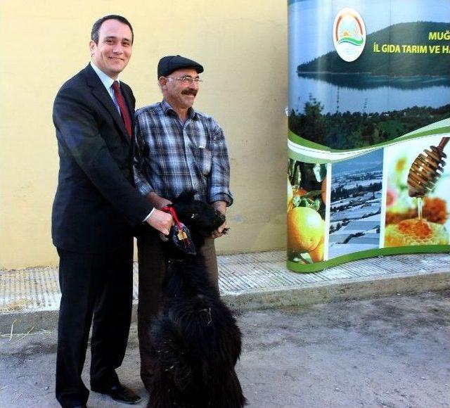 &Uuml;reticiye 95 Kıl Ke&ccedil;isi Dağıtıldı 1