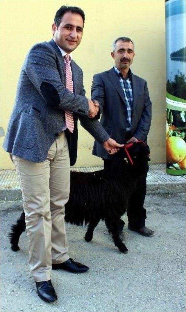 &Uuml;reticiye 95 Kıl Ke&ccedil;isi Dağıtıldı 2