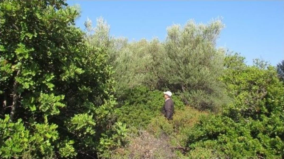 Milli Park&rsquo;ta Zeytin Toplama Tartışması