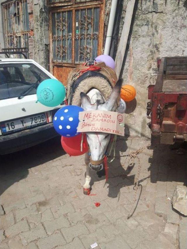 Arkadaşlarından Damada  eşek  Şakası 2