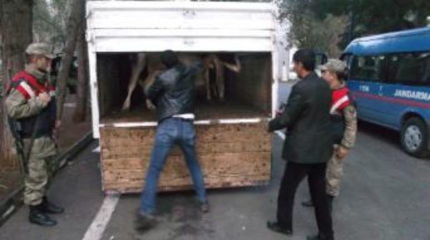 Çalınan Büyükbaş Hayvanlar Kamyonetten Çıktı