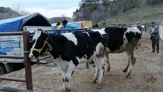 Kadışehri İlçesinde Hayvancılık Gelişiyor