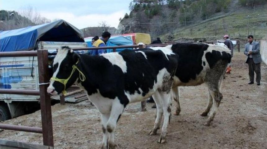 Kadışehri İlçesinde Hayvancılık Gelişiyor