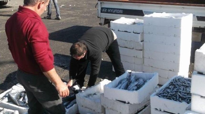 Karadeniz Son 4 G&uuml;nd&uuml;r Sezonun En Bereketli Balığını Veriyor