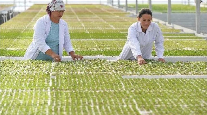 Muratpaşa Belediyesi 60 Bin Adet Menekşe Dikimi Ger&ccedil;ekleştirdi