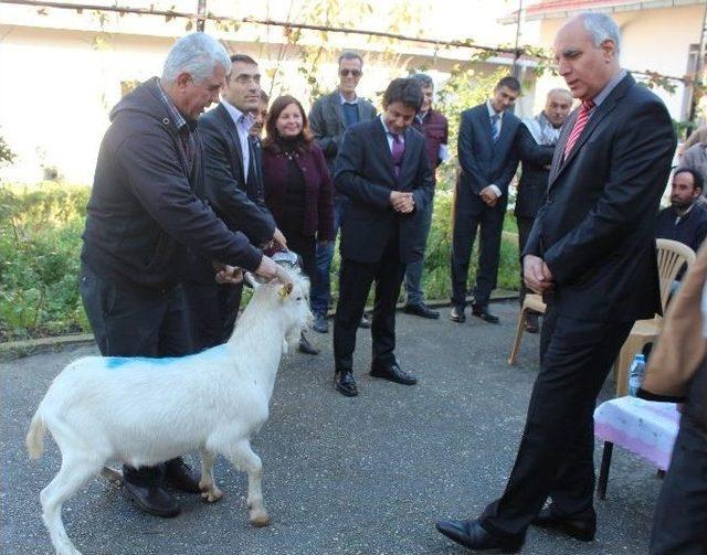 Urla’lı Keçi Yetiştiricisine ‘‘saanen’’ Takviyesi