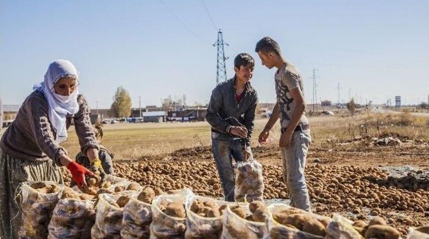 Ahlat Patatesini Don Vurdu