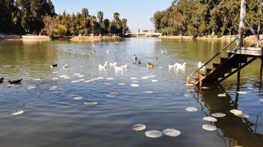 Suriye Ekmekleri Balıklara &Ouml;rdeklere Yem Oldu