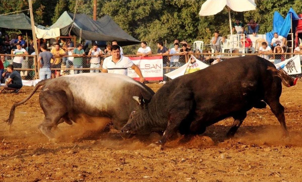 K&ouml;tekli Arenası&rsquo;nın Baş Boğası Şımarık