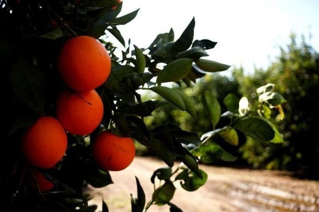 Ortadoğu&rsquo;ya Narenciye İhracatı Durma Noktasında