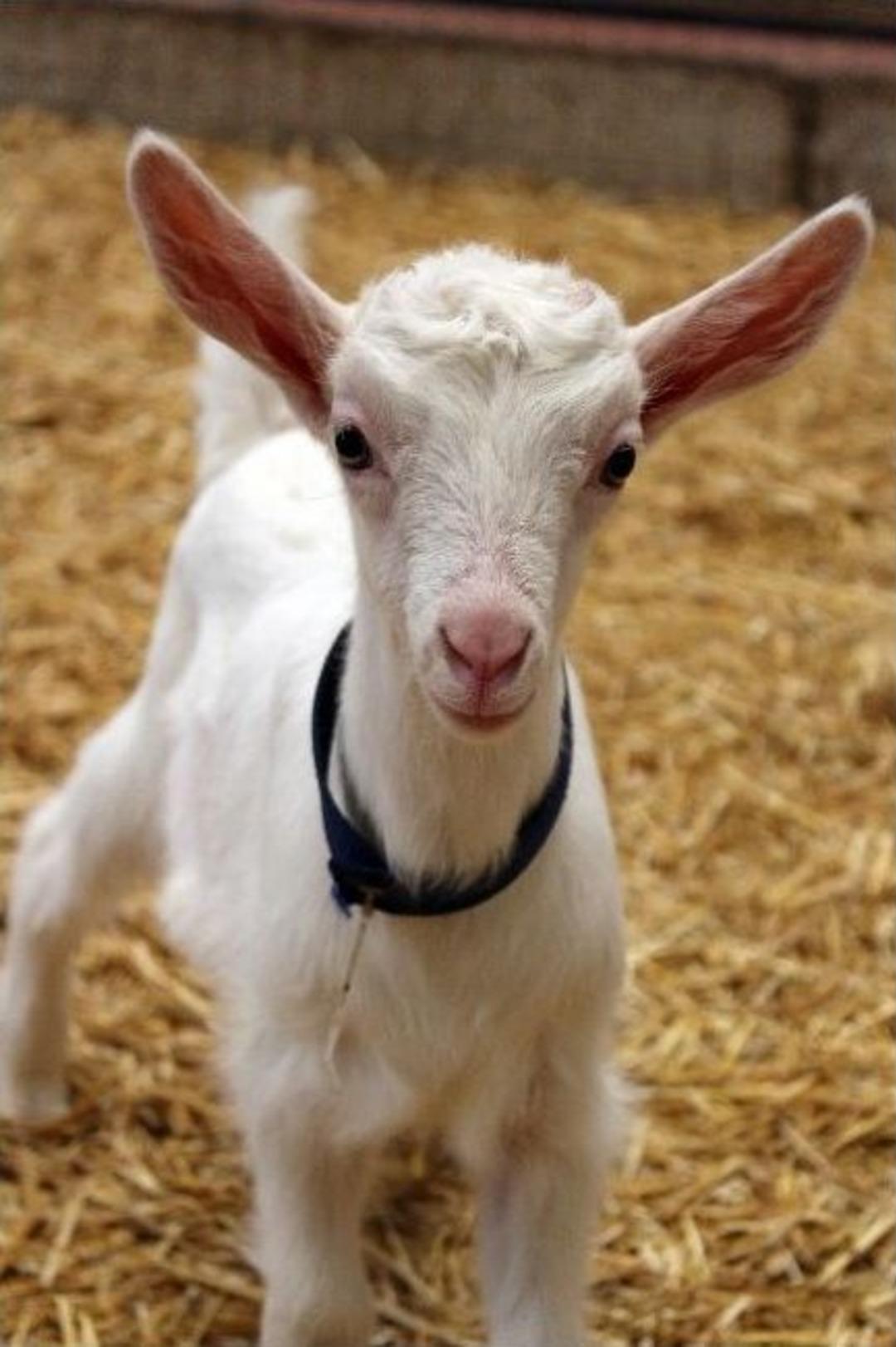 Hindiye Rakip &Ccedil;ıktı