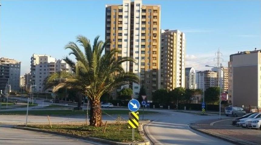 Nil&uuml;fer&rsquo;de Palmiyeler Yeni Yerinde