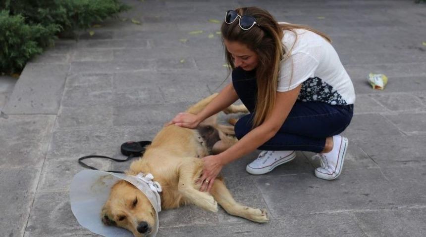 Sokakta Bulduğu K&ouml;peğin Ameliyatı İ&ccedil;in Sponsor Arıyor