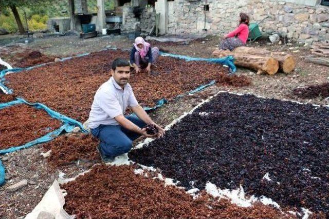 Hatay'da Pekmez Zamanı