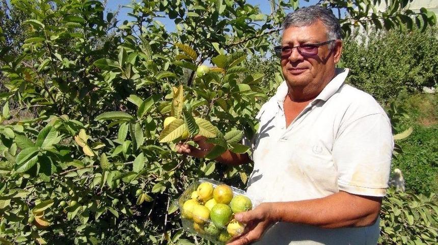Kansere Karşı Yerli &Uuml;retim Guava