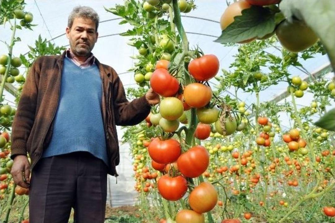 (&ouml;zel Haber) Domatese &rsquo;noel&rsquo; Ve &rsquo;ruble&rsquo; Freni