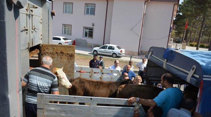 Suşehri&rsquo;nde Gen&ccedil; &Ccedil;ift&ccedil;ilere Dana Dağıtıldı