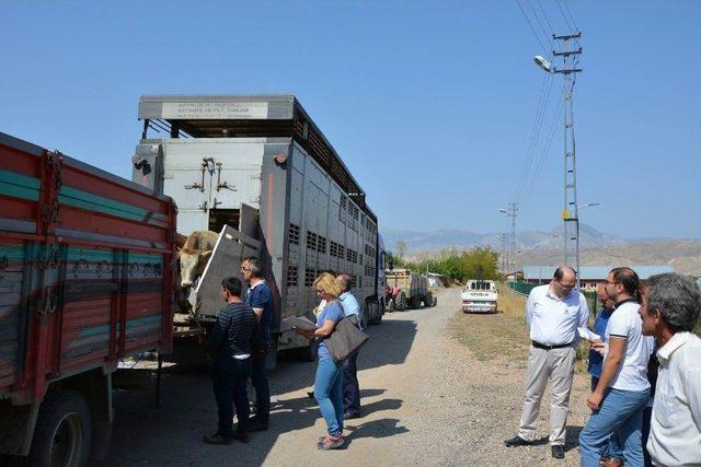 Suşehri’nde Genç Çiftçilere Dana Dağıtıldı