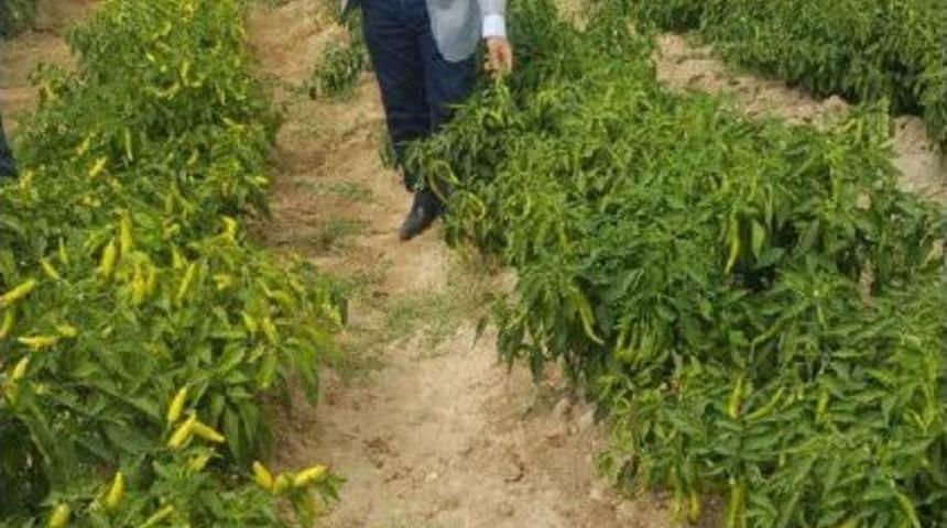 Hem Seramik &Uuml;retimi Yapıyor Hem De Sebze-Meyve Yetiştiriyor