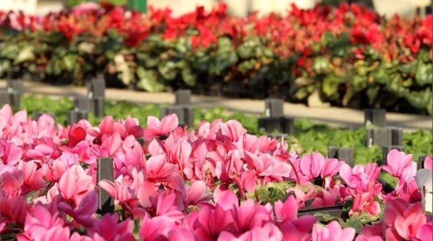 Karşıyaka Parklarına 300 Bin &Ccedil;i&ccedil;ek