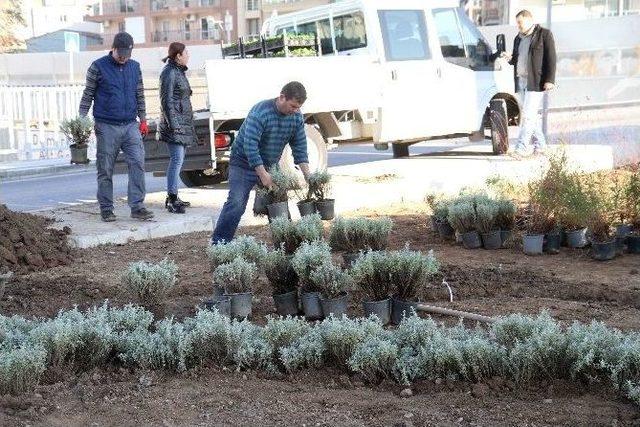 Karşıyaka Parklarına 300 Bin Çiçek