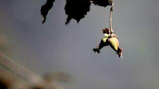 hırsız Dahi Artık Çalmıyor Deyip Fındık Toplamaya Eylül Ortasında Başladılar