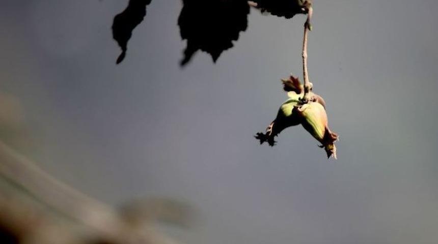 "hırsız Dahi Artık Çalmıyor" Deyip Fındık Toplamaya Eylül Ortasında Başladılar