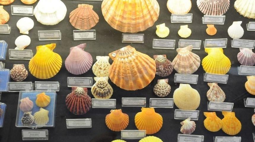 Hasan G&uuml;leş&ccedil;i Koleksiyonunu Bodrum Deniz M&uuml;zesi&rsquo;ne Bağışladı