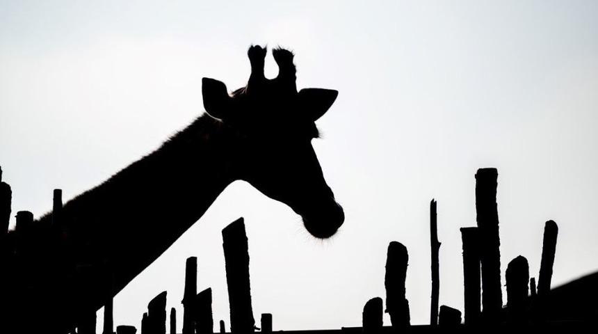 Fotoğraf D&uuml;şk&uuml;nleri İ&ccedil;in Doğal Yaşam Yarışması