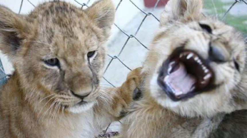 Darıcalı &Uuml;&ccedil;&uuml;z Yavru Aslanların İsimleri Belli Oldu
