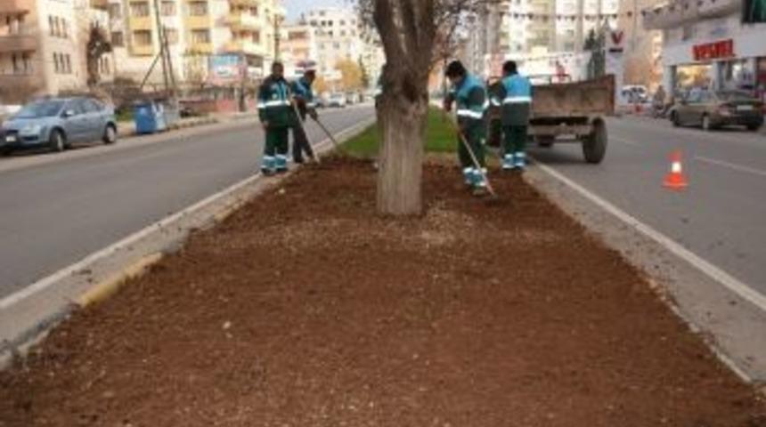 5 Bin Adet G&uuml;l Fidanı Dikiliyor