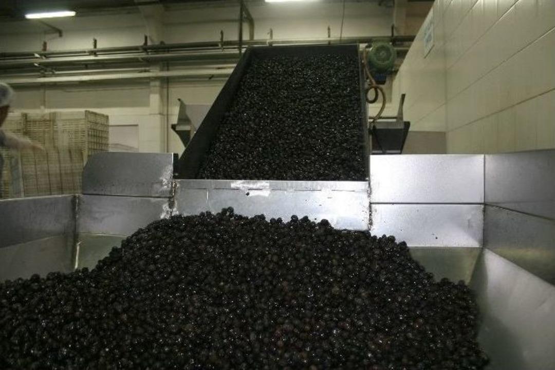 (&ouml;zel Haber) Zeytinyağı Fiyatları U&ccedil;mayacak