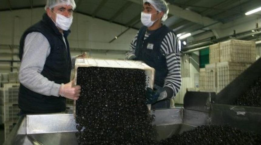 (&ouml;zel Haber) 2014 Yılı Bursa Zeytin &Uuml;reticisi İ&ccedil;in Kara Yıl Oldu