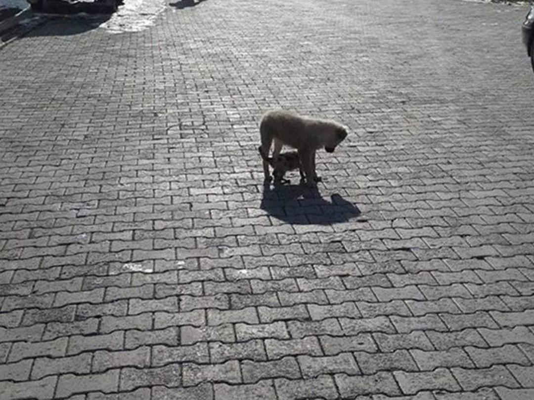 Kedi İle K&ouml;peğin Dostluğu G&ouml;renleri Şaşırttı