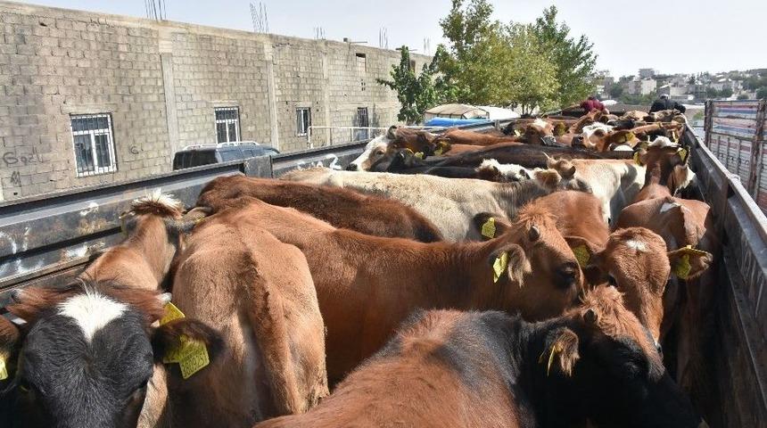 Gen&ccedil; Bayanlar Hayvancılığa Soyundu