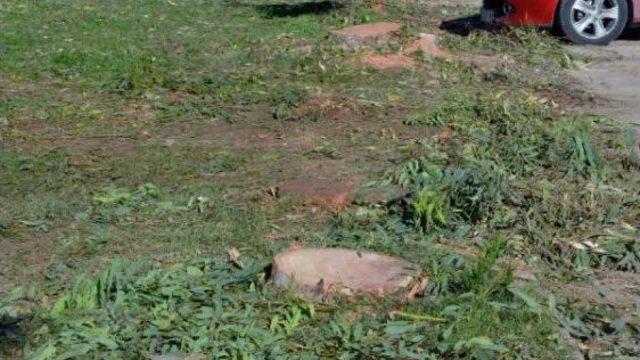 Mahalleli İstedi, Okaliptus Ağaçları Kesildi