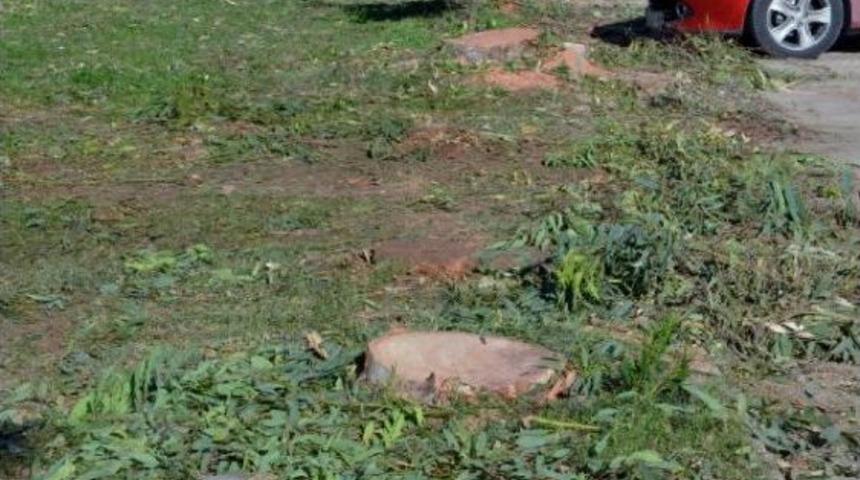 Mahalleli İstedi, Okaliptus Ağa&ccedil;ları Kesildi