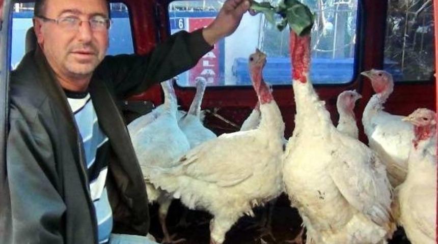 Simav'da Yılbaşı Hindileri Kapış Kapış