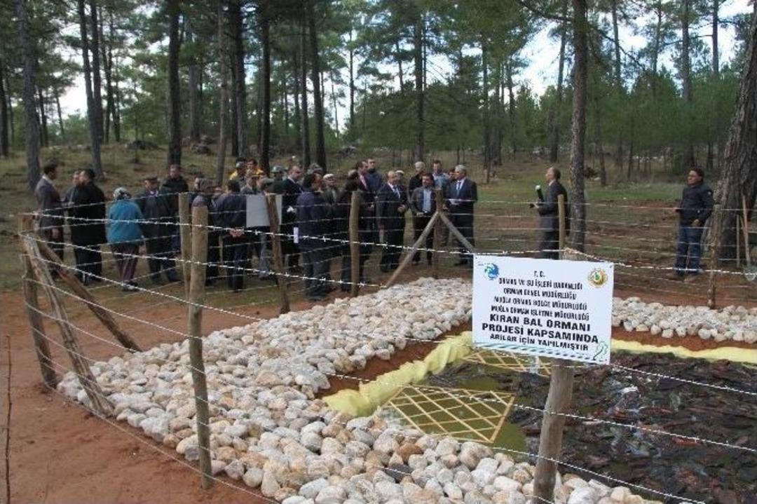 Bal Orman Alanları Genişliyor