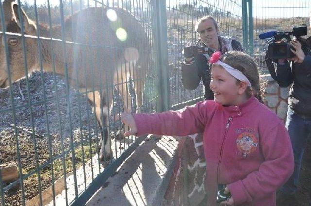 Keçisi 'çarli' İle Buluşan Melek'in Gözyaşları