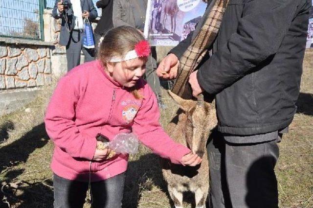 Keçisi 'çarli' İle Buluşan Melek'in Gözyaşları