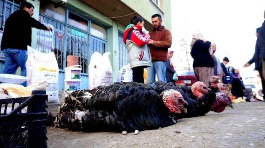 Hindi Ve Horoz Fiyatları El Yakıyor