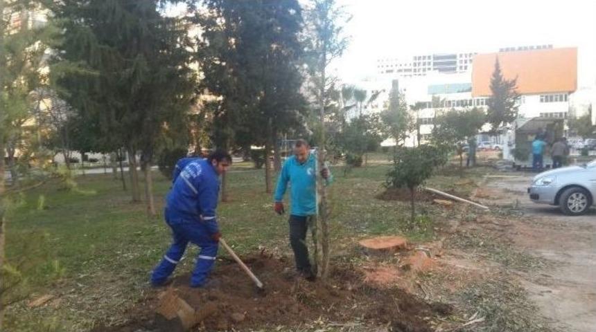 Seyhan&rsquo;daki Parklara &Ccedil;am Ağacı Dikiliyor