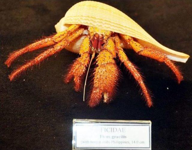 130 Ülkeden Topladığı 7 Bin Deniz Kabuğunu Müzeye Bağışladı 1