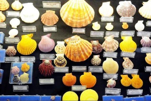 130 Ülkeden Topladığı 7 Bin Deniz Kabuğunu Müzeye Bağışladı 3