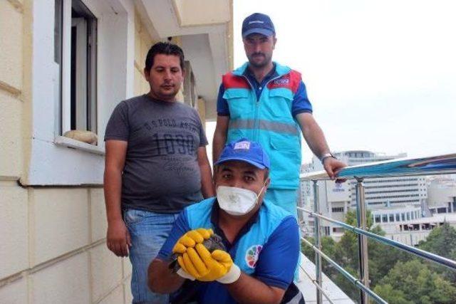 Annesi Ölen Yavru Güvercin Için Seferber Oldular 1