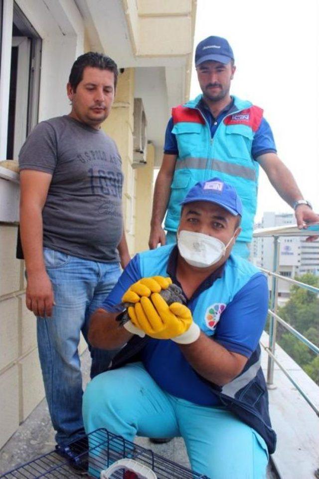 Annesi Ölen Yavru Güvercin Için Seferber Oldular 2